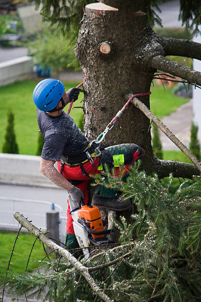 Best Tree Fertilization Services  in Sulligent, AL